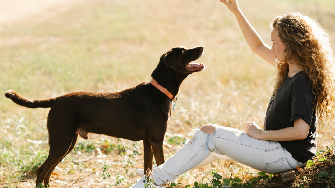 The Wonderful World of Dogs: A Pawfect Companion